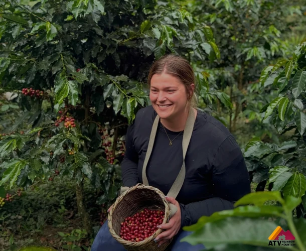Arabica Beans in Their Natural Habitat